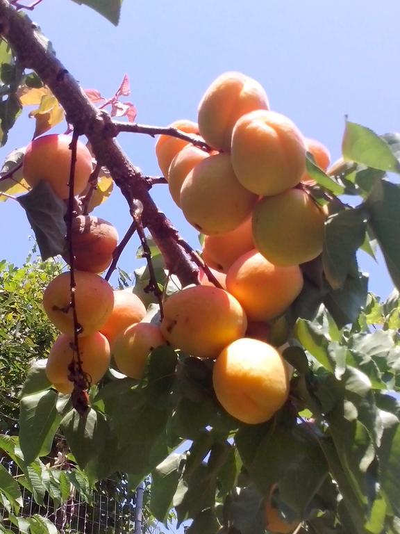 Pension Panos Agios Dimitrios  Luaran gambar